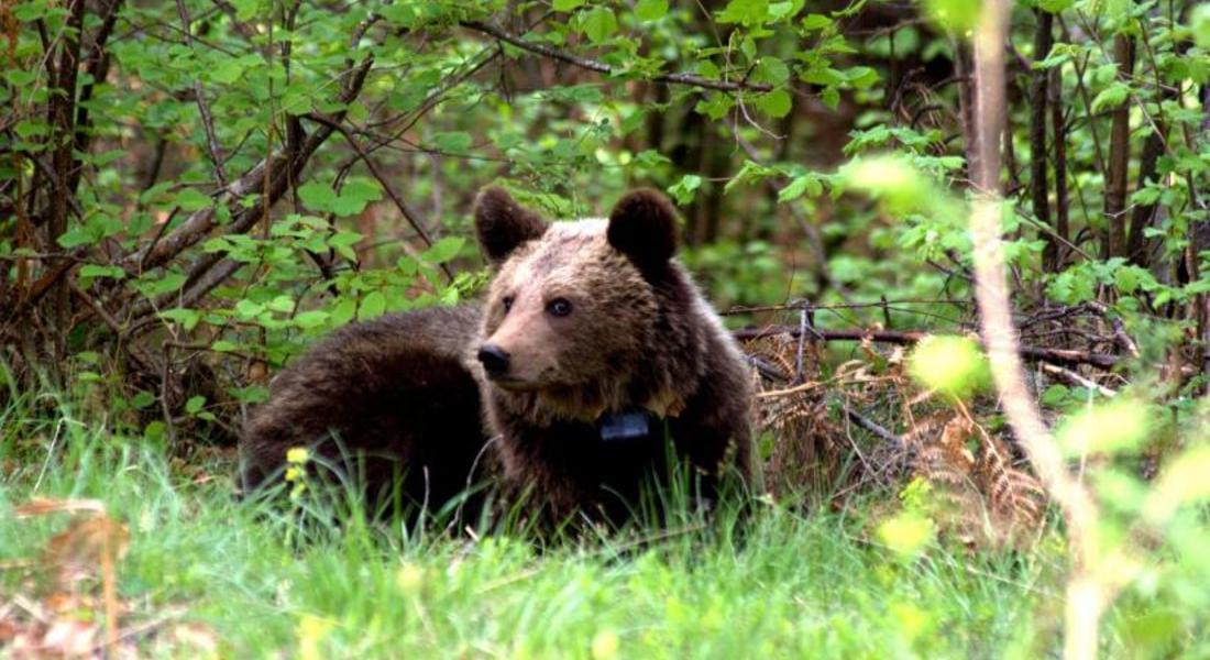 Мечка стръвница уби 130-килограмово прасе в село Забърдо