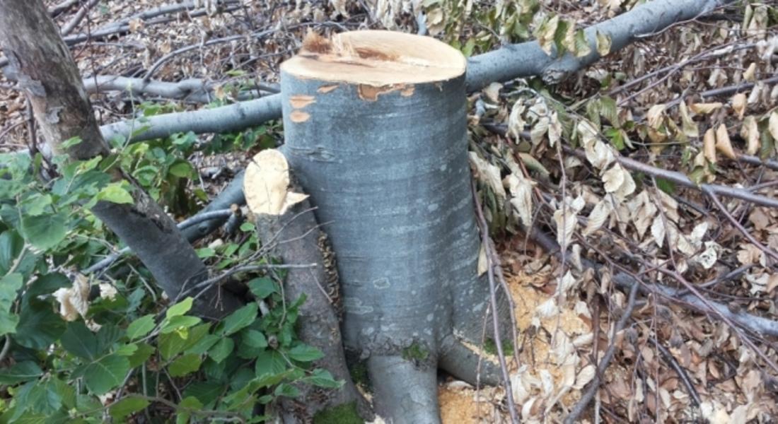 Отсякоха 22 бора без разрешение в Рудоземско 
