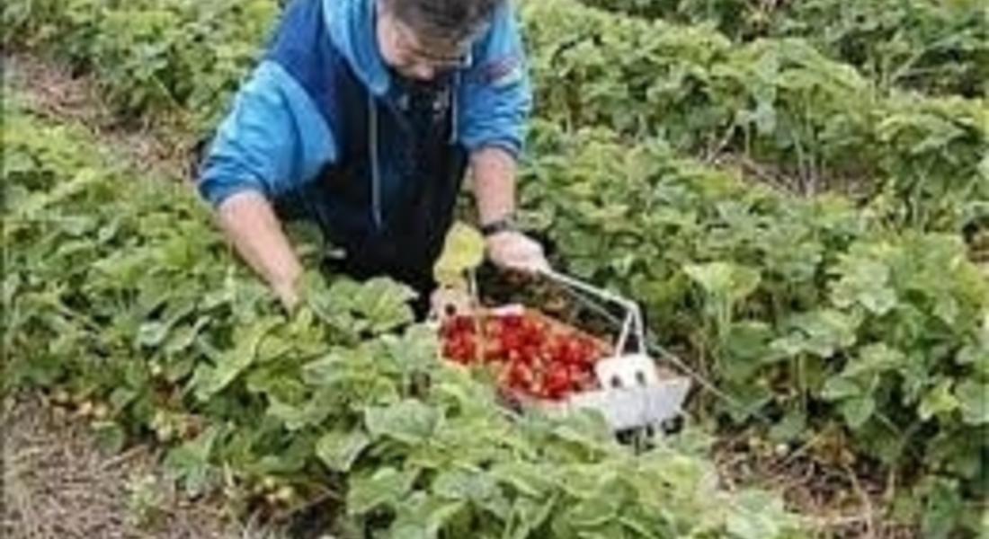  Със срив на цената стартира сезонът на ягодите в Родопите