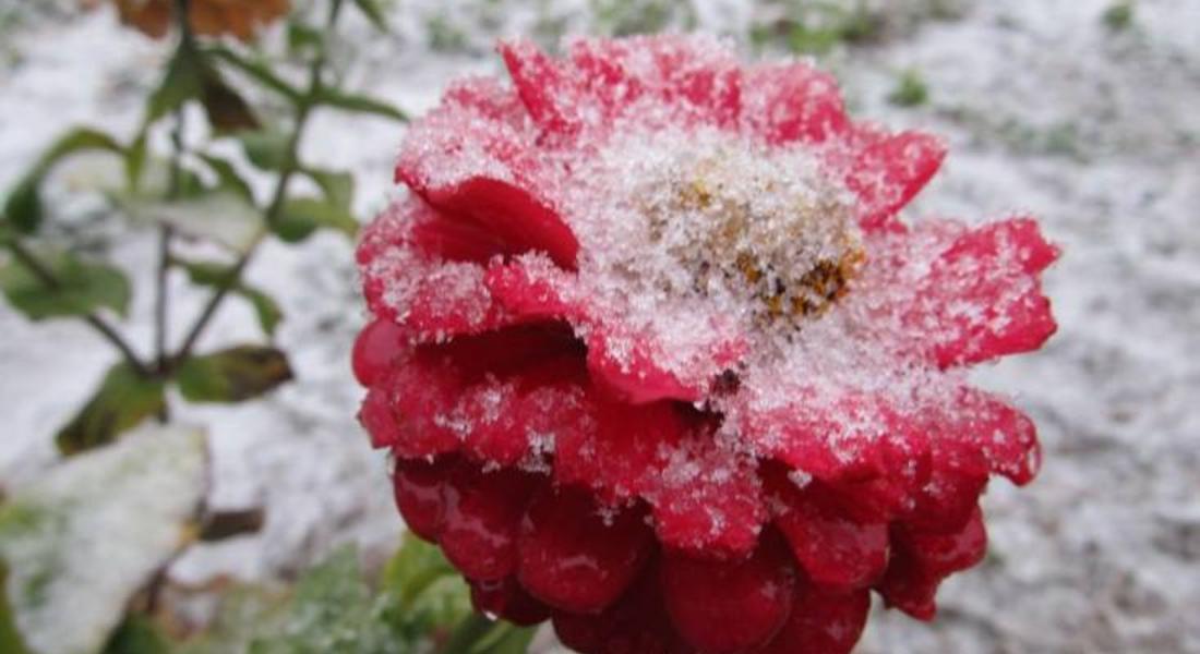 Снежна пелена и рози в Смолян