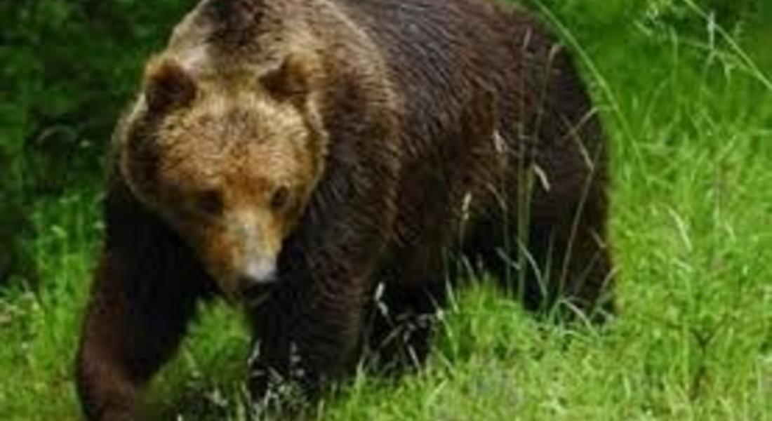 Мечка уби крава и овца