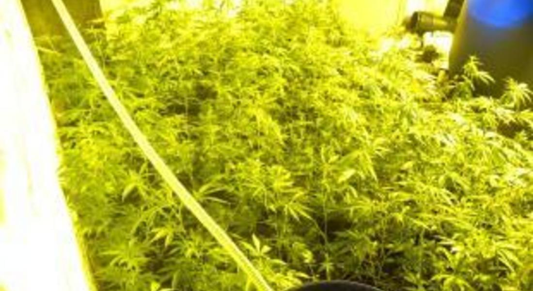 Задържаха собственика на плантация с канабис от Доспат