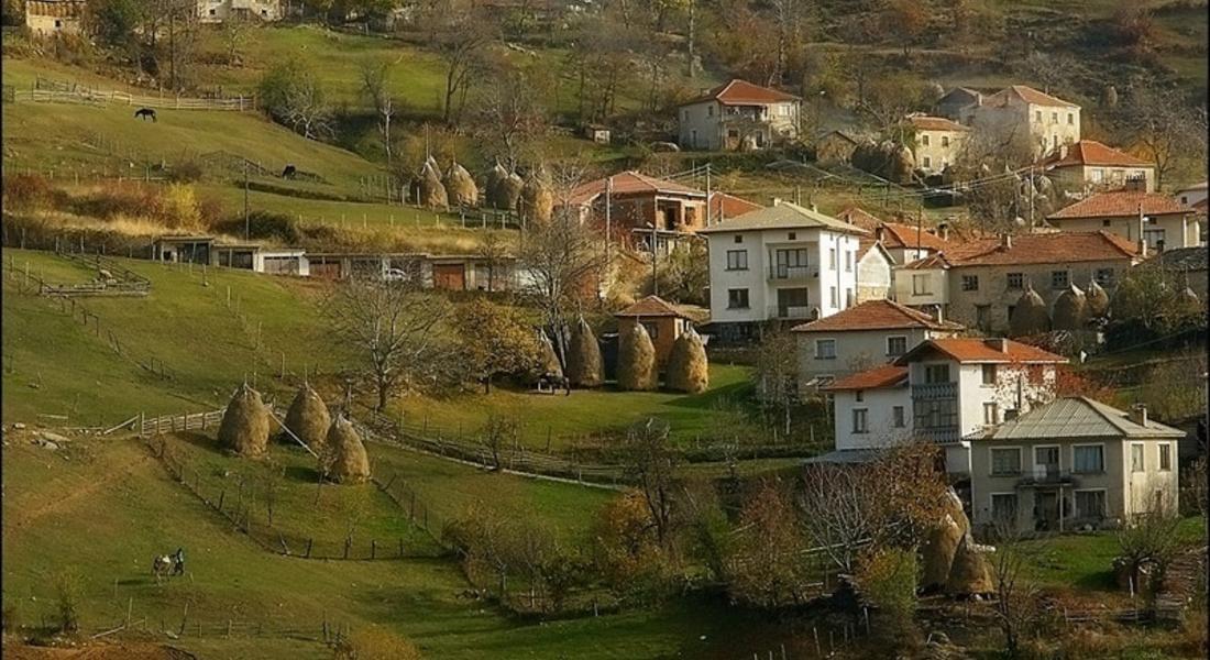 Тазгодишната реколта тютюн в Гърнати ще бъде с много по-добро качество 