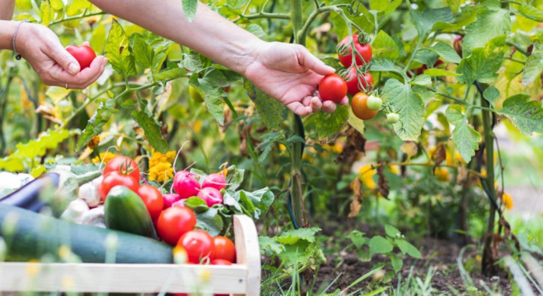 Предлагат създаване на онлайн борса за земеделски продукти