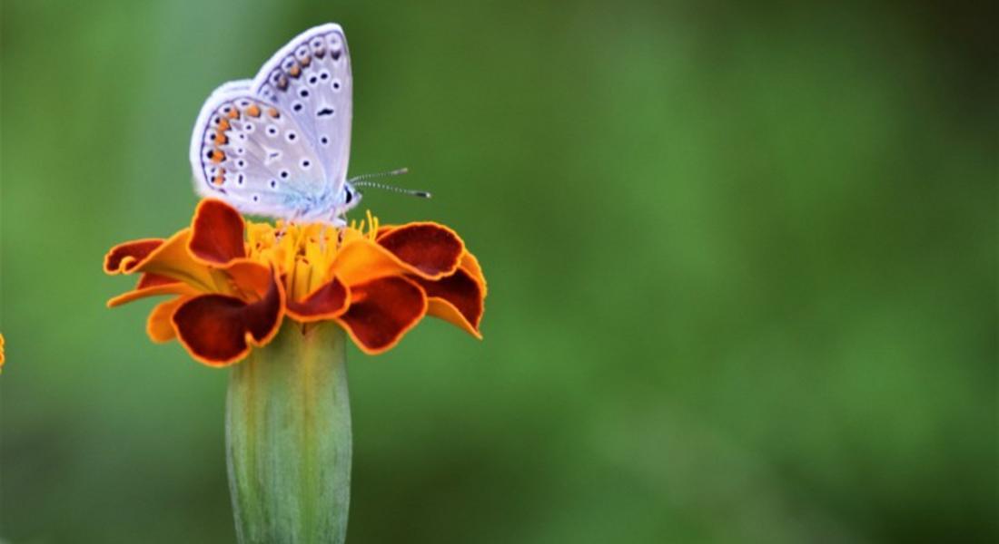 Снимка на деня!  Little butterfly  