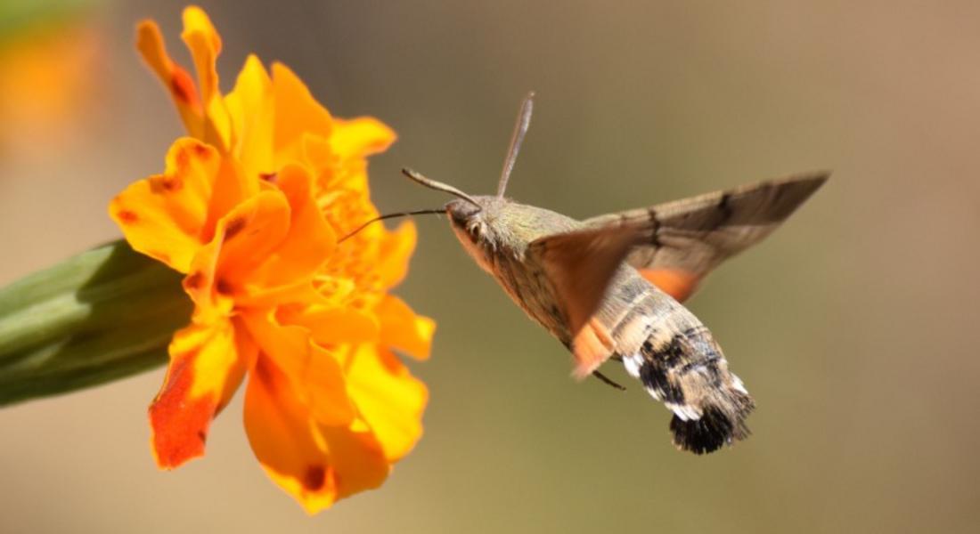 Снимка на деня: Drinking nectar 