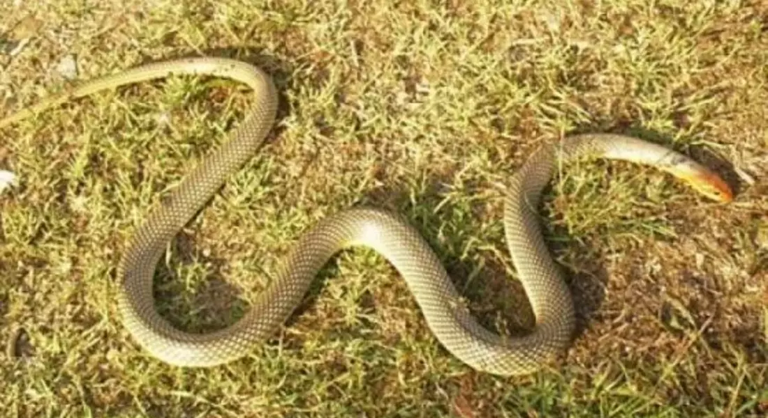 Увеличена популация на змии в Смолянско тази година 