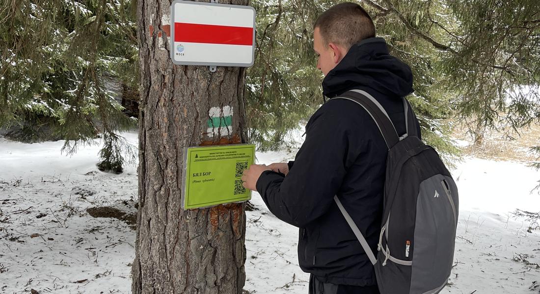 Служители на ТП „ДГС-Михалково” поставиха информационни табели на дървета с QR код, съдържащ информация и снимки за вида