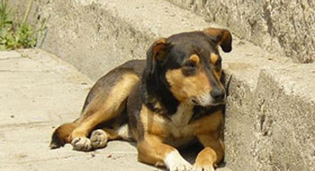 Сезирана е прокуратурата за измрели кучета, вероятно отровени край девинско село