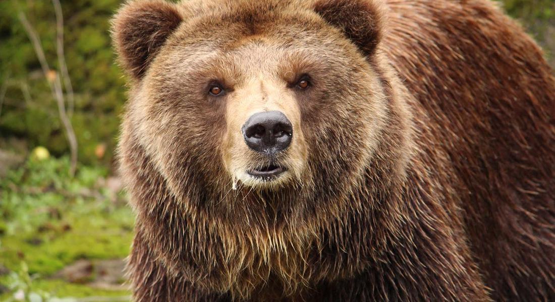  16 сигнала за нападения на мечки в Смолянско за месец