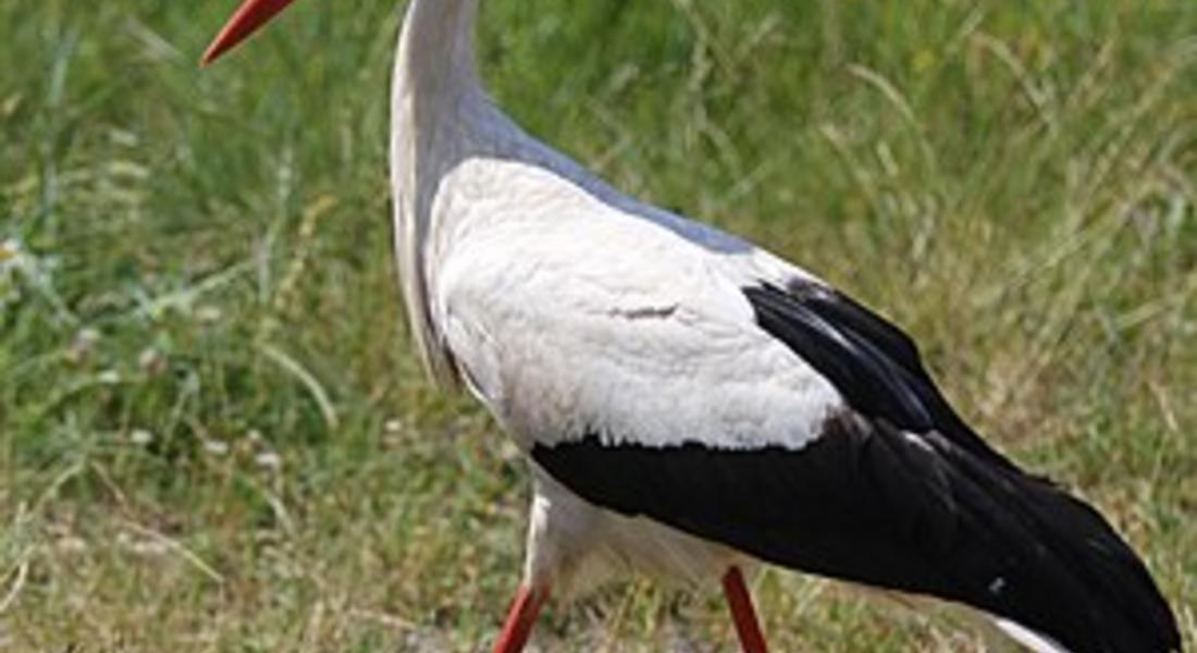 РИОСВ-Смолян спаси три птици от защитен вид