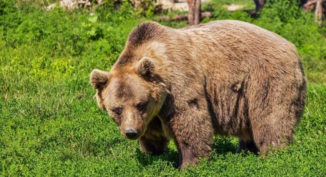 Седемнадесет нападения от мечки са регистрирани в Смолянско от началото на септември