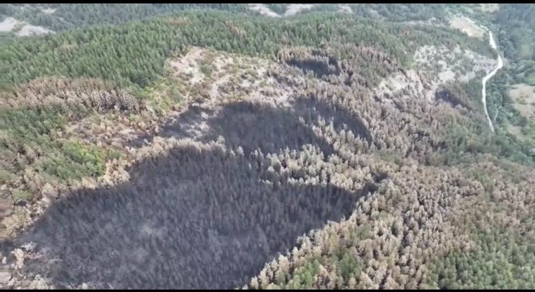 1700 декара насаждения от черен бор са пострадали от пожара край село Хвойна