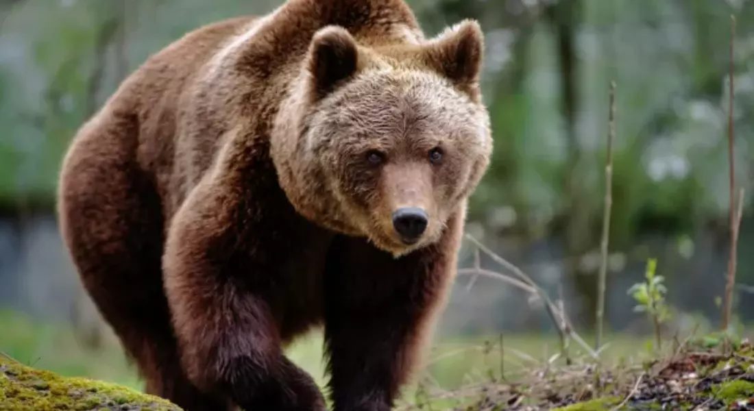 Увеличават се нападенията от мечки в Смолянско