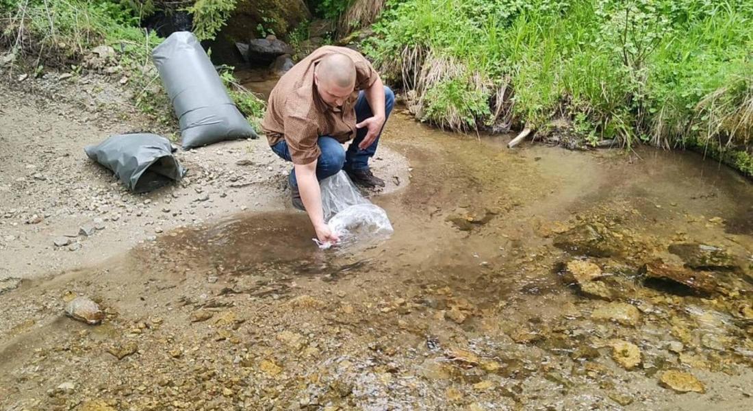 С над 100 000 бр. балканска пъстърва ще зариби реките в Родопите ЮЦДП