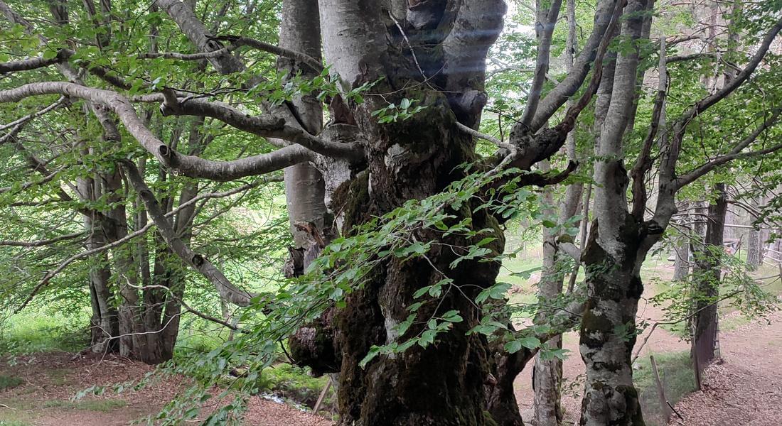 Два забележителни бука на територията на РИОСВ – Смолян  са обявени за вековни