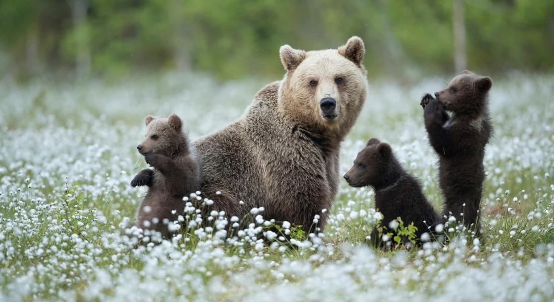 WWF България и "Нови  хоризонти"  организират среща  на тема „Мечката в контекста на екотуризма: възможности и перспективи“ 
