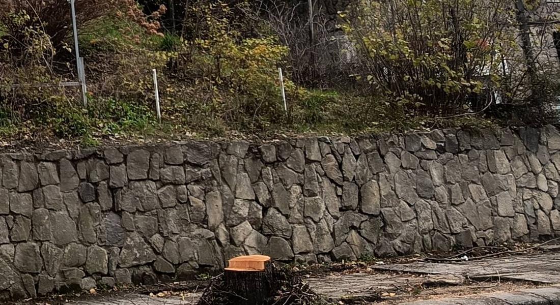 Недоволство в Смолян заради изсичането на дървета по бул. „България“