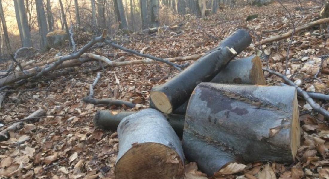 Установена е незаконна сеч край Смолян 