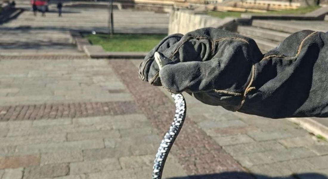 Пожарникари заловиха змия в центъра на Смолян след сигнал от зам.-областния управител