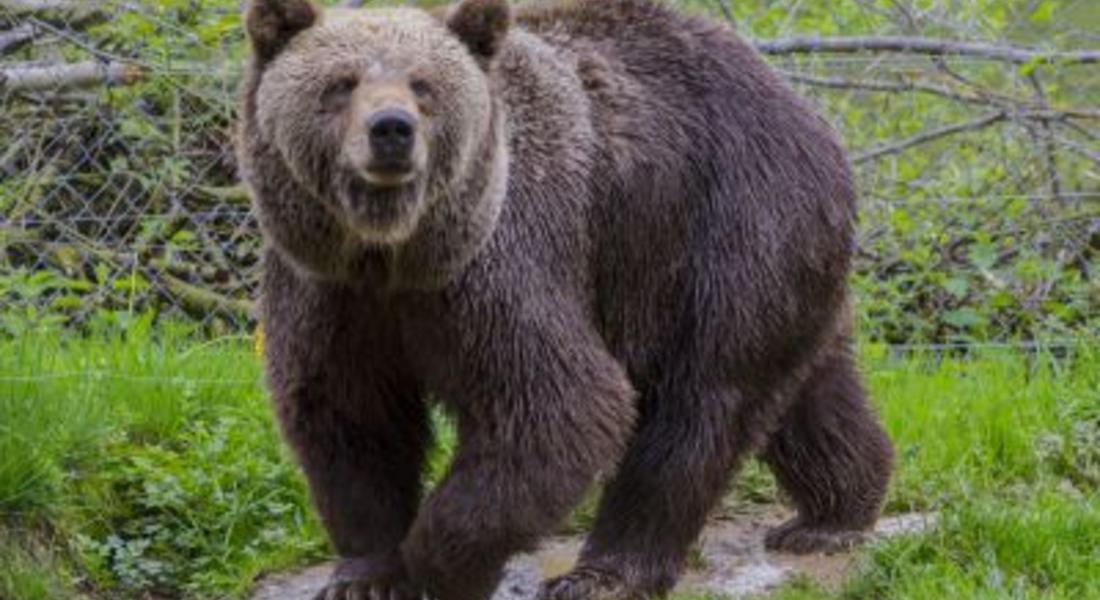 Седем сигнала за щети от мечки са проверени в Смолянско през юли
