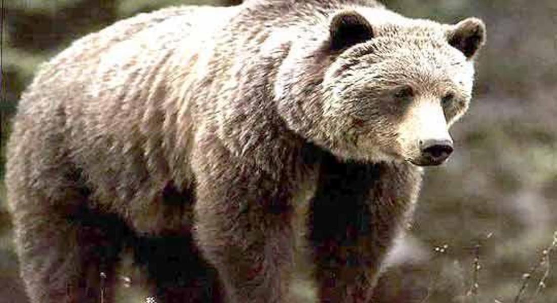 Смолян сред районите с нови мерки за ограничаване на конфликтите между хора и мечки