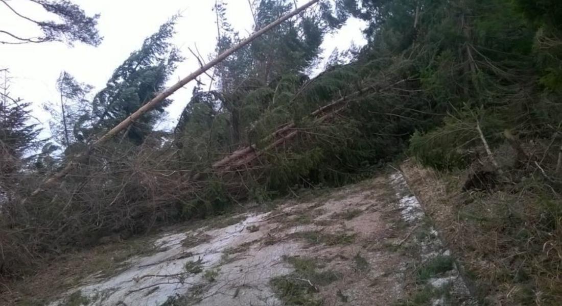 Дърво падна върху покрива на хотел в Пампорово, друго на пътя, още шест сигнала за пожари през уикенда