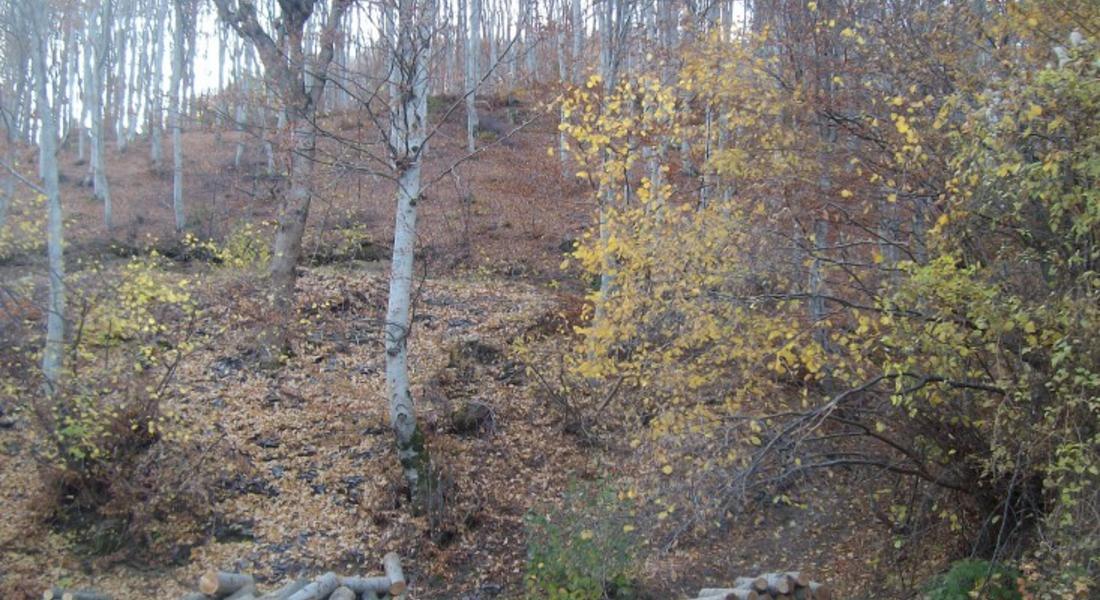 Горски съобщава за незаконна сеч