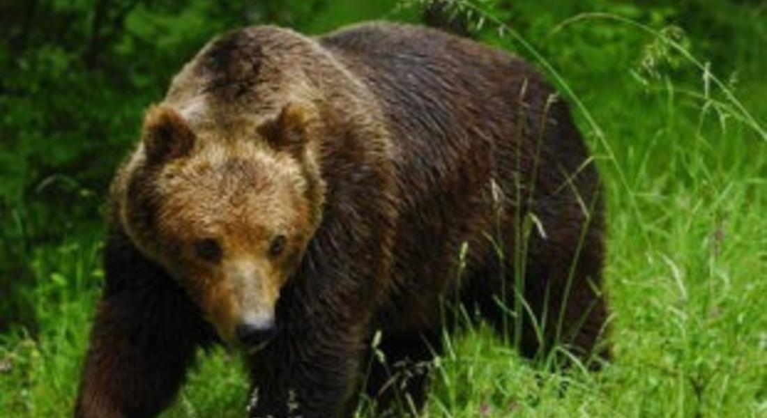 Мечка нападна и умъртви животни в района на Забърдо