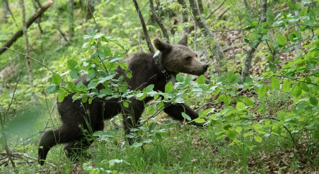 Намерените край Доспат три мечета бяха върнати в природата