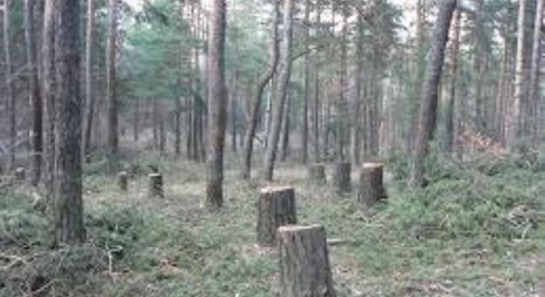 Незаконна сеч на 15 смърча установиха край село Мугла