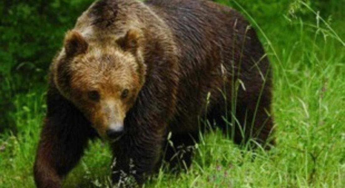 Мечка надана две кончета край смолянското село Върбово