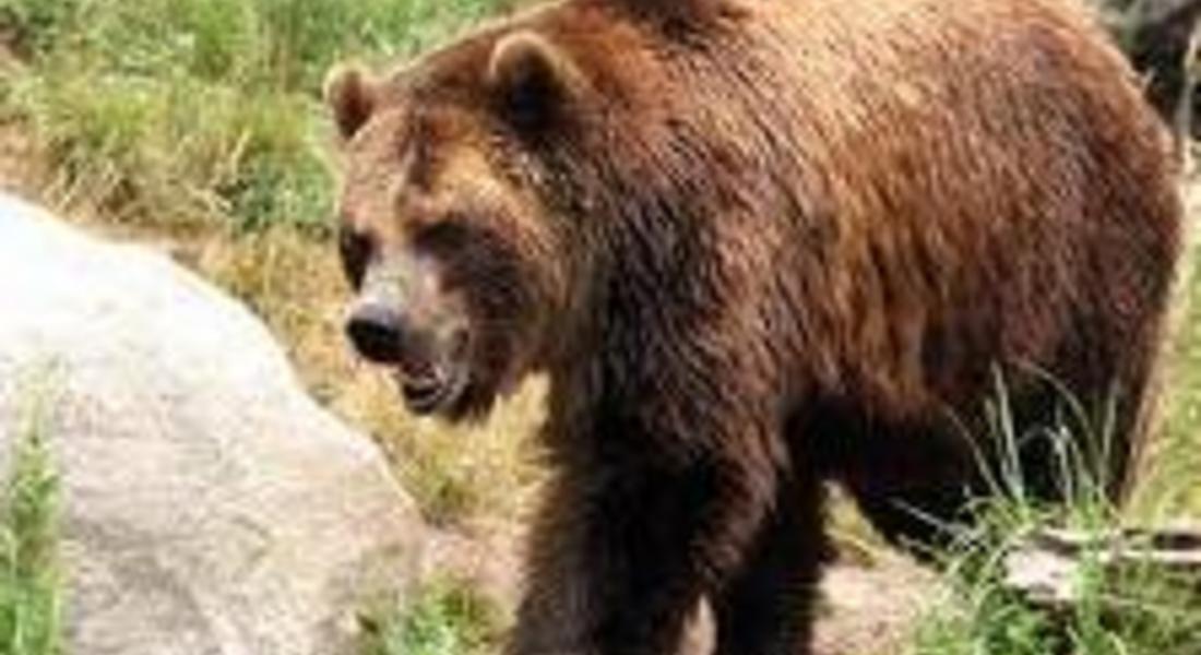 Мечки нападат животните на хората от община Баните