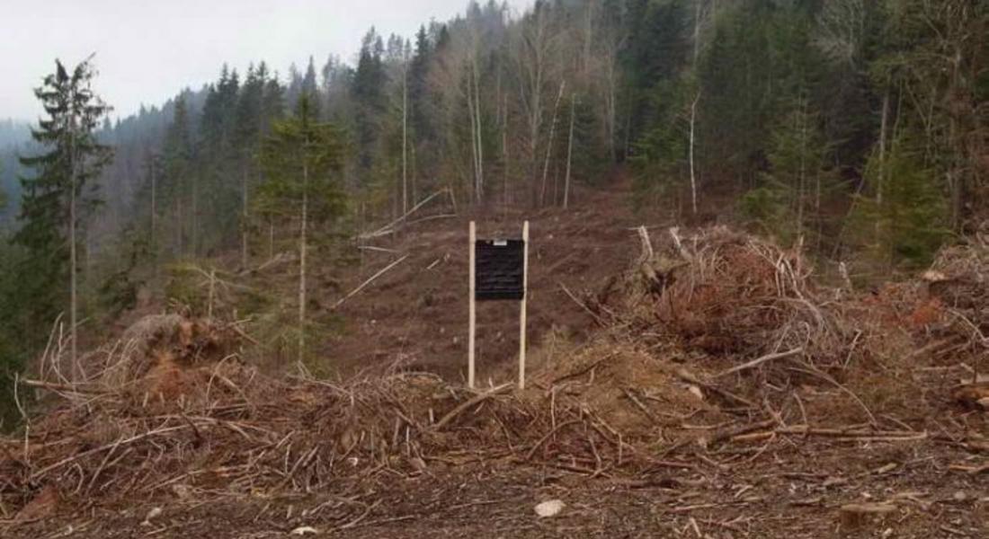 Констатираните нови нападения от корояди през 2019 г. са значително по-малко