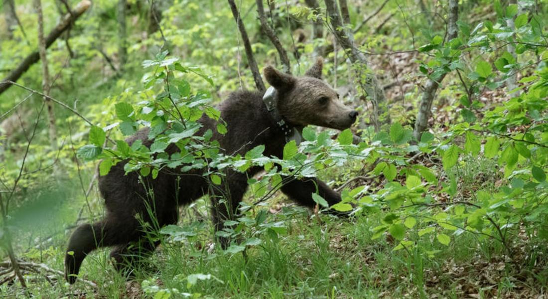  Мечка с две мечета беше спасена от отстрел край Смолян