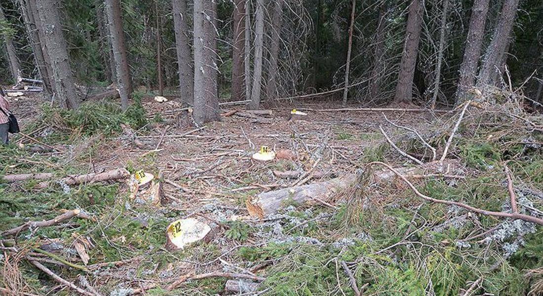 Районна прокуратура - Чепеларе разследва незаконна сеч в Родопите