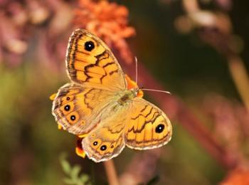 Снимка на деня! Little butterfly  