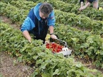 Сезонните работници се осигуряват за здраве сами, ако не започнат друга работа