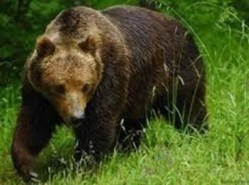 Мечка уби крава и овца
