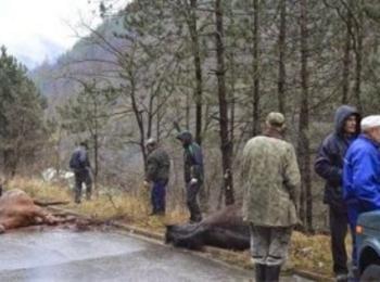 "Пасат" уби три коня на пътя Смолян - Мадан