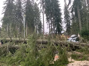 Паднали дървета затиснаха 5 коли в Пампорово