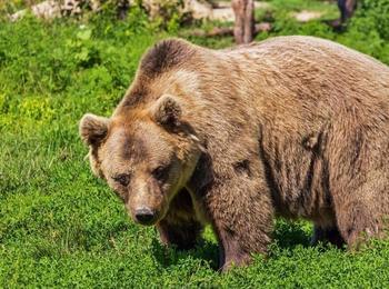 РИОСВ – Смолян провери 10 сигнала за щети от мечки от началото на годината