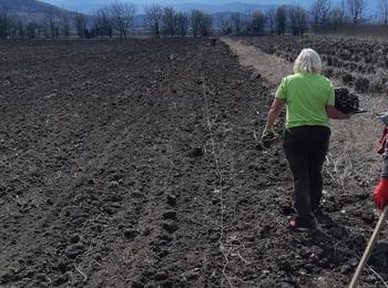  Нови клонове тополи ще отглеждат в горски разсадник на ЮЦДП-Смолян