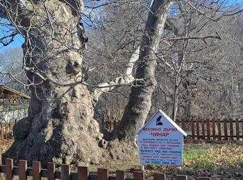 170 са обявените за вековни дървета на територията на ЮЦДП-Смолян