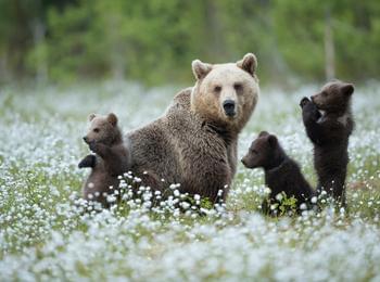 WWF България и "Нови  хоризонти"  организират среща  на тема „Мечката в контекста на екотуризма: възможности и перспективи“ 