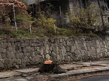Недоволство в Смолян заради изсичането на дървета по бул. „България“