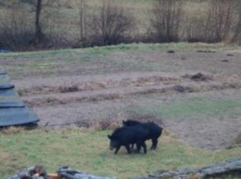 Хищници нападат домашни животни край селата в Неделино