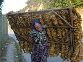Земеделското министерство предлага два варианта за националните доплащания на тютюнопроизводителите 