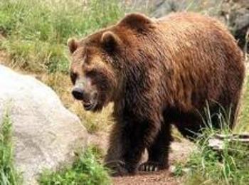 Мечки нападат животните на хората от община Баните