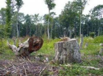 Незаконна сеч на 17 дървета установиха край Борино и Чепеларе